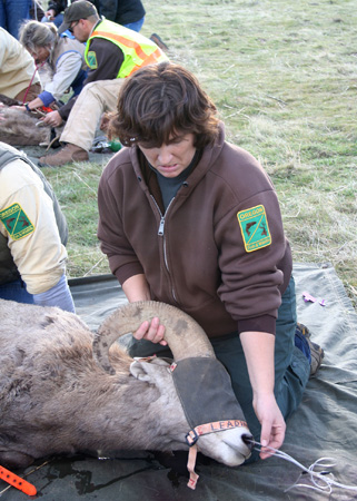 9115_adjusting_oxygen_munsel