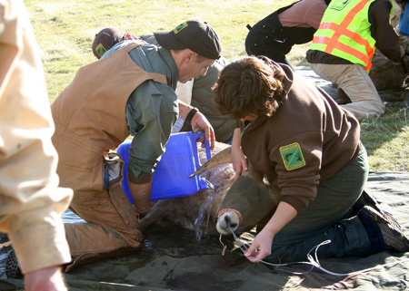 9118_cooling_down_munsel