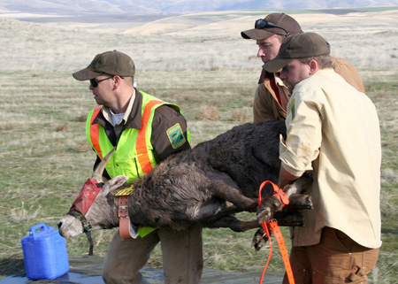 9131_carrying_munsel