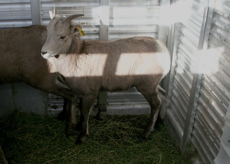 9153_ewe_lamb_munsel