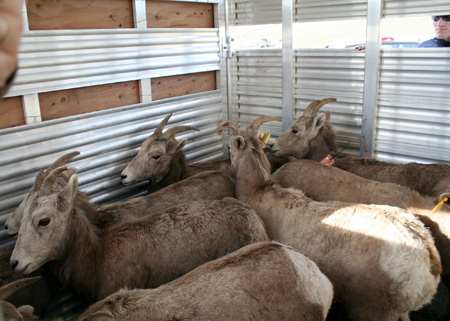 9154_checking_the_ewes_munsel