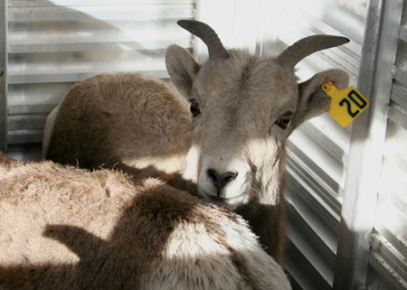 9155_ewe_lamb_munsel