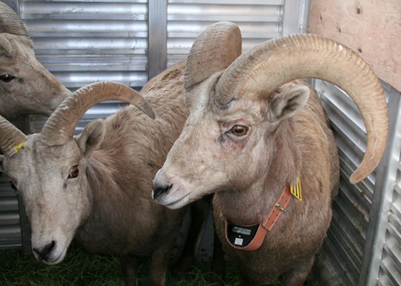 9159_rams_munsel