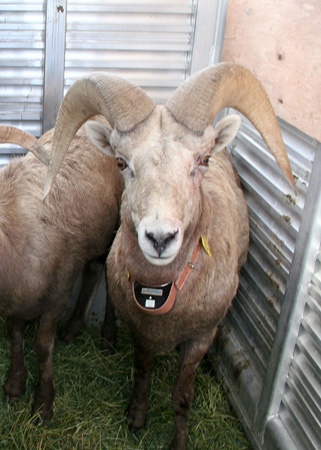 9161_ram_munsel