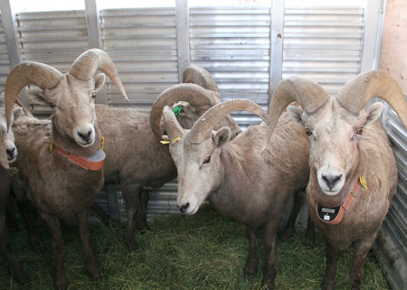 9164_rams_munsel