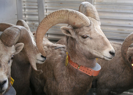 9165_rams_munsel