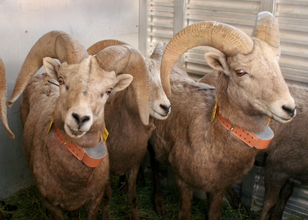 9169_rams_munsel