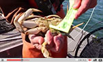 Crabbing in Oregon