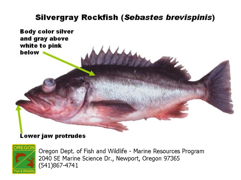 Alaska Rockfish Identification Chart