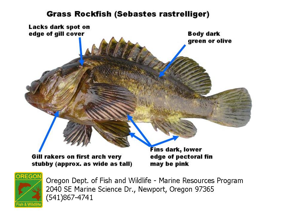 Alaska Rockfish Identification Chart