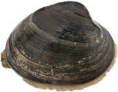 Butter clam