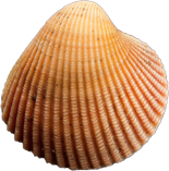 Cockle