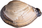 Gaper clam