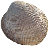 Native Littleneck clam