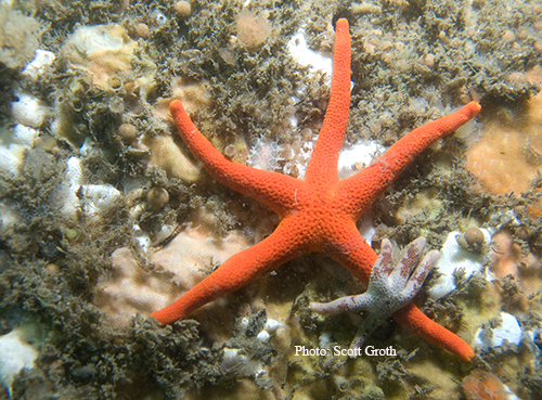 blood star