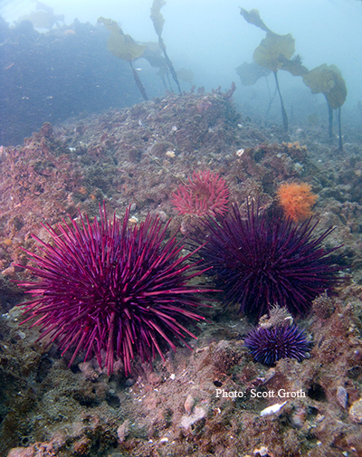 sea urchins in kelp bed