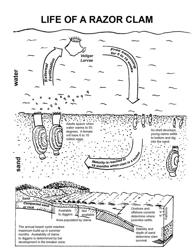 life history diagram