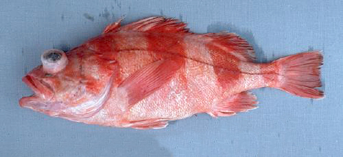 ODFW Finfish Species - Rockfish