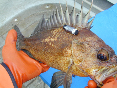 Quillback Rockfish with telemetry tag implanted
