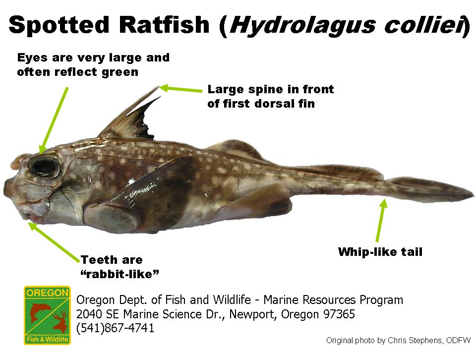 ODFW Marine Sport Fish ID Miscellaneous Species ODFW Marine Sport Fish ID Miscellaneous Species