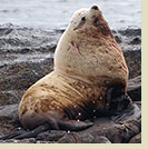 Steller Sealion