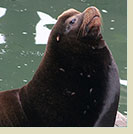 California Sealion
