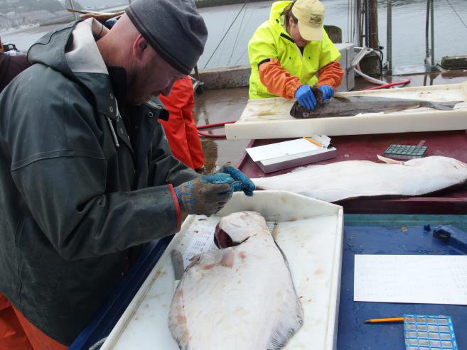 Halibut ear bone collection