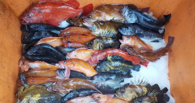 Nearshore rockfish
