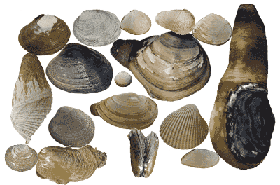 Clam Identification Chart