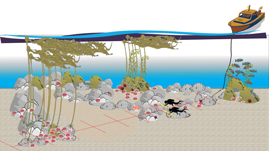 illustration of sea urchin survey