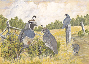 California Quail