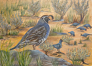 California Quail