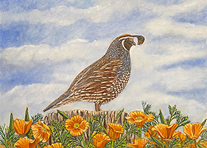 California Quail