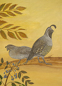 California Quail