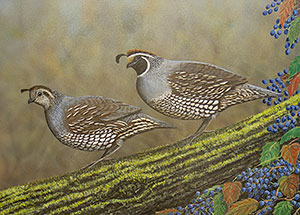 California Quail