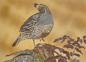 California Quail