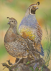 California Quail