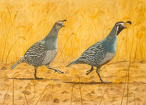 California Quail