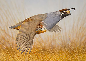 California Quail