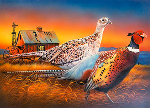 Ring-Necked Pheasant