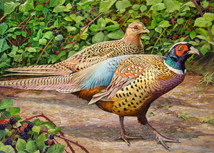 Ring-Necked Pheasant