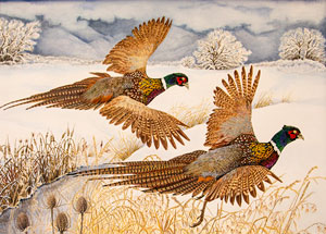 Ring-Necked Pheasant