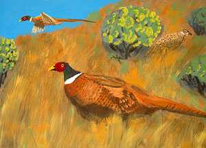 Ring-Necked Pheasant