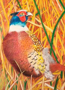 Ring-Necked Pheasant