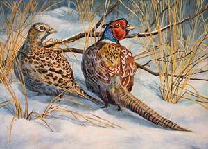 Ring-Necked Pheasant