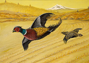 Ring-Necked Pheasant