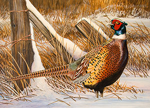 Ring-Necked Pheasant