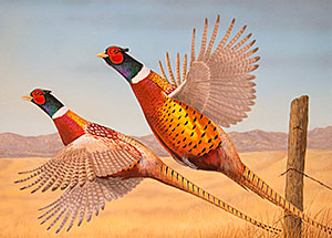 Ring-Necked Pheasant