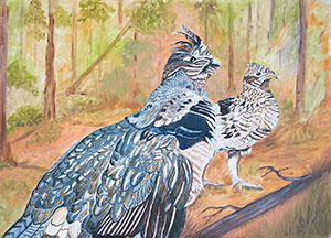Ruffed Grouse