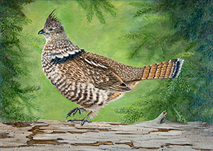 Ruffed Grouse
